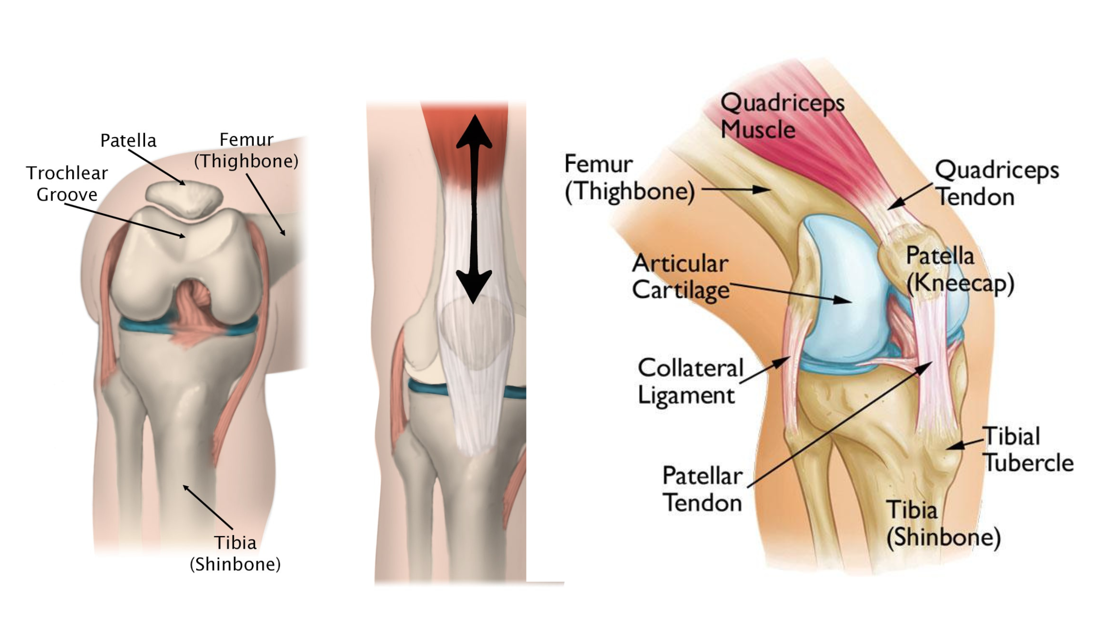 Kneecap Pain Symptoms Treatment Don Kelly Relief Most Trusted Physiothe In Limerick Charleville