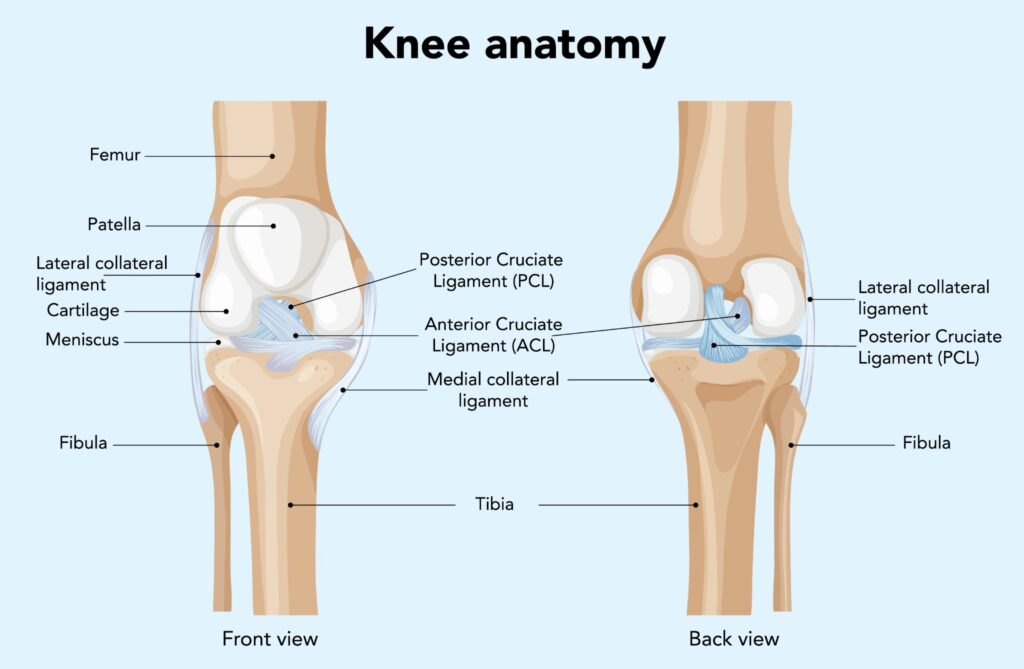 How the Knee Joint Works